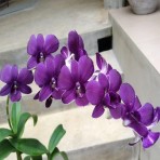 Dendrobium Mana Blue